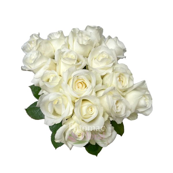 Akito Rose White, 40 Cm - Potomac Floral Wholesale